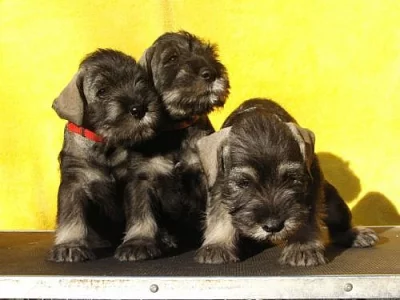 Knírač střední P/S