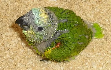 Dokrmený Amazoňan modročelý