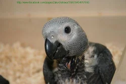 ŽAKO KONGO - SAMEC - OSTRAVA