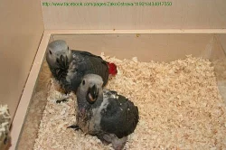 ŽAKO KONGO - SAMEC - OSTRAVA