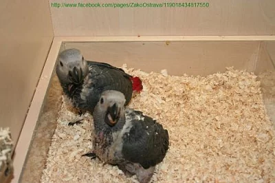 ŽAKO KONGO - SAMEC - OSTRAVA