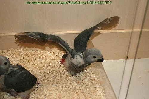 ŽAKO KONGO - SAMEC - OSTRAVA