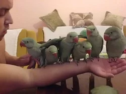 Prodám ochočené alexandry velké