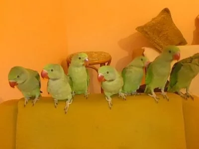 Prodám ochočené alexandry velké