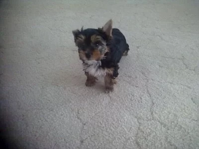 Jorkšírský terier bez PP