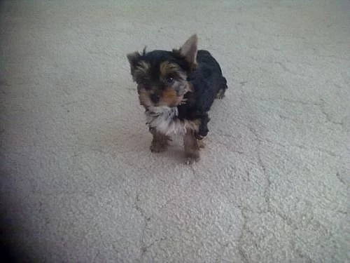 Jorkšírský terier bez PP