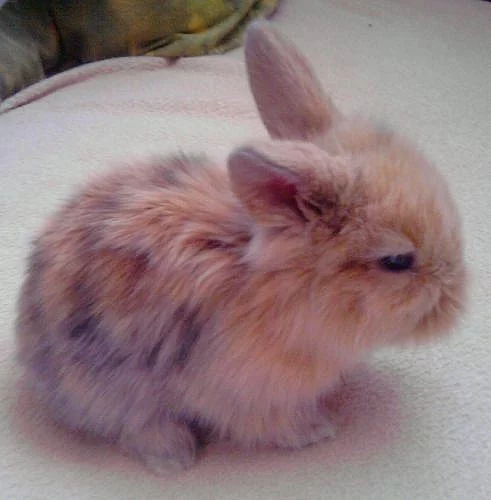 Prodám mláďata králíčků