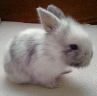 Prodám mláďata králíčků