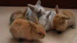 Prodám mláďata králíčků