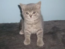 Britská koťátka - bez PP