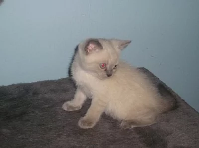 Britská koťátka - bez PP