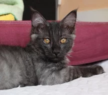 Mainský mývalí kocourek s PP