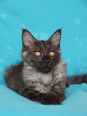 Mainský mývalí kocourek s PP