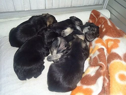 štěňata čistovkrevného malého knírače