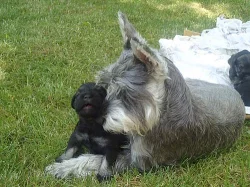 štěňata čistovkrevného malého knírače