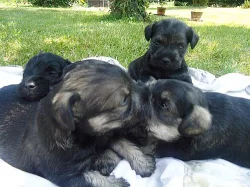 štěňata čistovkrevného malého knírače