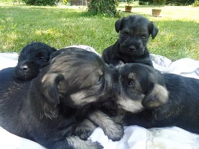 štěňata čistovkrevného malého knírače