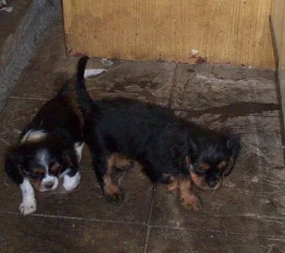 KAVALÍR KING CHARLES ŠPANĚL