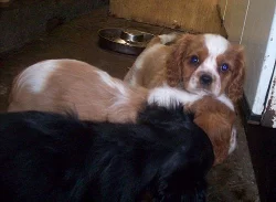 KAVALÍR KING CHARLES ŠPANĚL