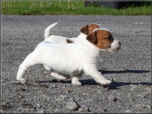 Jack russell terier