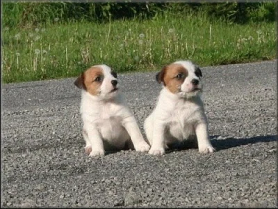 Jack russell terier