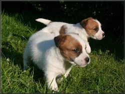 Jack russell terier