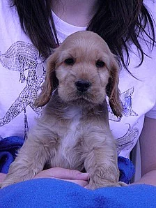 Anglický kokršpaněl