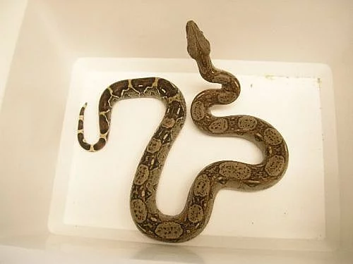 Hroznýš královský b.c.i. Mexiko