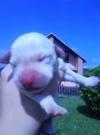 Prodám nádherná štěnátka