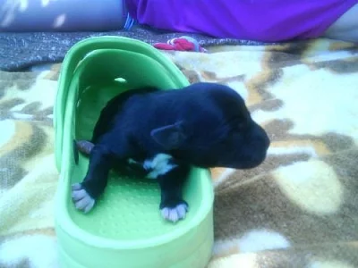 Prodám nádherná štěnátka