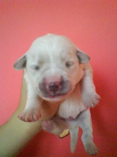 Prodám nádherná štěnátka