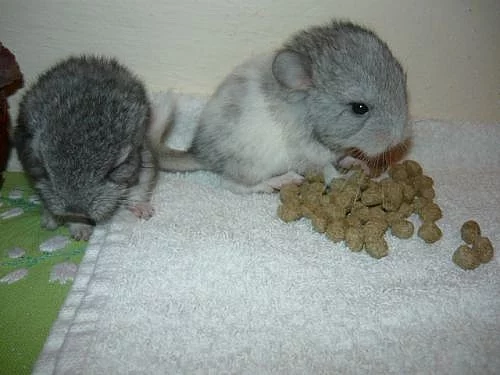 Činčilky barevných mutací