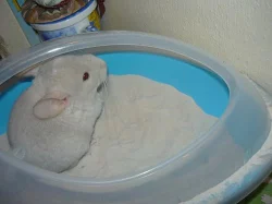 Činčilky barevných mutací