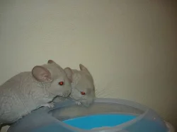 Činčilky barevných mutací