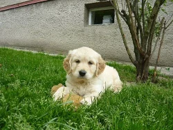 Zlatý retrívr - štěňátka bez PP