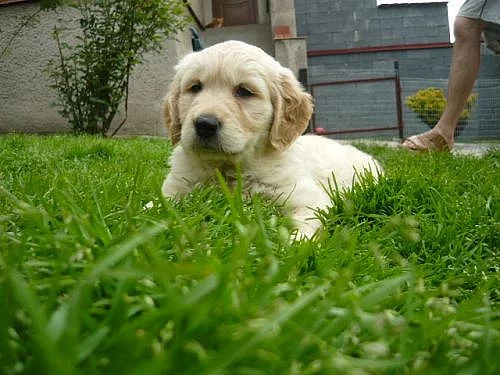 Zlatý retrívr - štěňátka bez PP