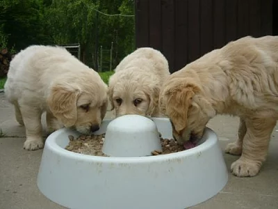 Zlatý retrívr - štěňátka bez PP