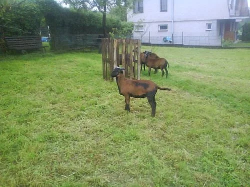 Prodám kamerunského beránka