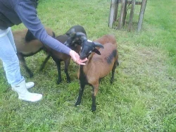 Prodám kamerunského beránka