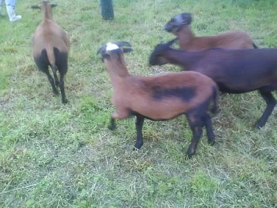 Prodám kamerunského beránka