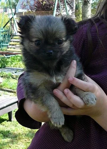 Čivava dl. bez PP, štěně fenka