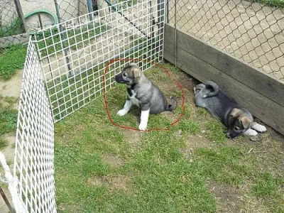 Západosibiřská lajka-štěňata