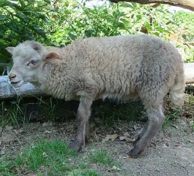 Ouessantské (quessantské) ovečky na prodej