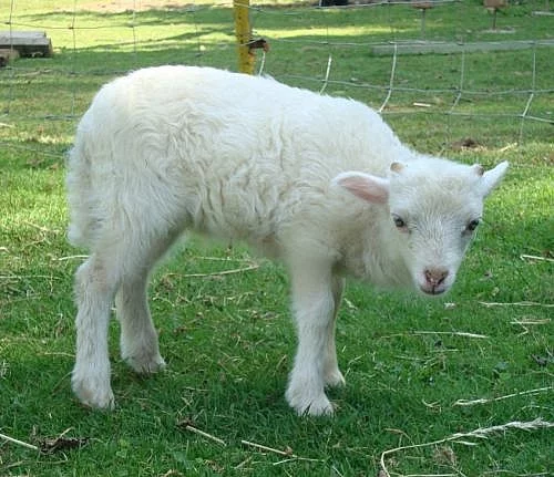 Ouessantské (quessantské) ovečky na prodej