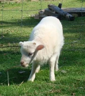 Ouessantské (quessantské) ovečky na prodej