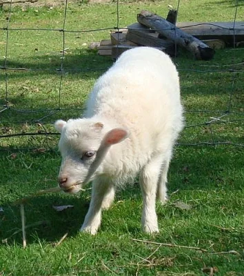 Ouessantské (quessantské) ovečky na prodej