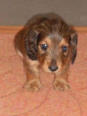 MINI jezevčík s PP