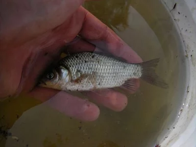 Prodám ročka karase štříbřitého