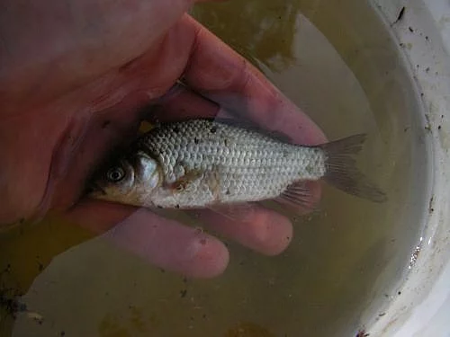 Prodám ročka karase štříbřitého