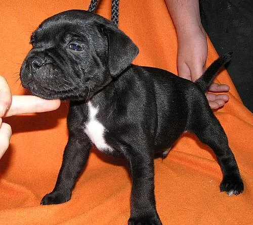 Stafordšírský bulteriér-prodám štěňata